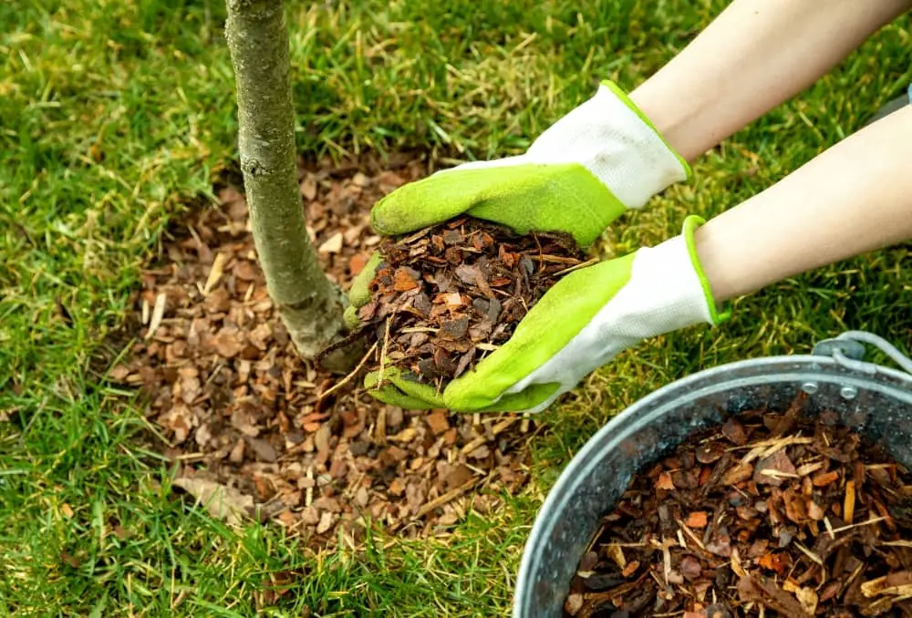 Advantages of Tree Stump Mulching for Sustainable Magazine Production