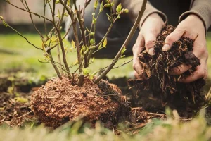 Turning tree stumps into nutrient-rich mulch